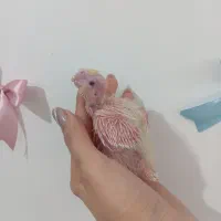 جوجه عروس هلندی|پرنده|مشهد, چهارچشمه|دیوار