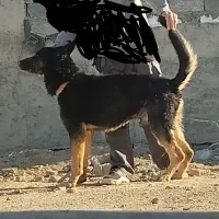 سگ ژرمن ورک لاین|سگ|شهریار, اصیل آباد|دیوار