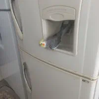 عروس هلندی نرسخنگوگم شده یابنده مژدگانی دارد
