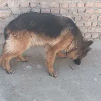 ژرمن شپرد نر