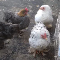 جوجه ۴ماهه کوشین|حیوانات مزرعه|لاهیجان, بوجایه|دیوار