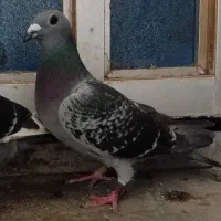 مسافتی،شهری،معاوضه با سگ