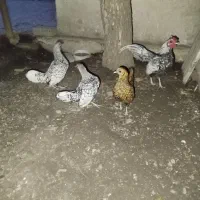 مرغ زینتی اصل سیبرات اصل اصل