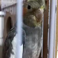 فروش فوری عروس هلندی ماده|پرنده|مشهد, امیریه|دیوار