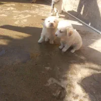 سگ پاکوتاه نر و ماده|سگ|رامیان, |دیوار