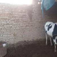 گاو گوساله نر خارجی|حیوانات مزرعه|حمیدیه, |دیوار