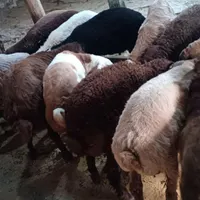 بره نر و ماده|حیوانات مزرعه|قوچان, |دیوار