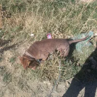 پیتبول|سگ|کرج, باغستان|دیوار