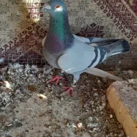 کبوتر پایین بخون بعد بیا|پرنده|سراوان, |دیوار