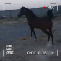 نریان ۳ساله عرب  خالص کره اسکایپ|اسب و تجهیزات اسب‌سواری|اراک, |دیوار