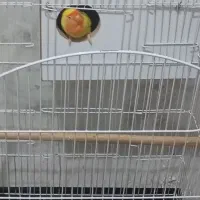 طوطی برزیلی