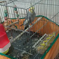 عروس هلندی نر سخنگو سینامون|پرنده|پردیس, فاز ۸|دیوار