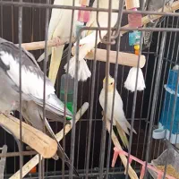 عروس هلندی|پرنده|کردکوی, |دیوار