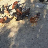 مرغ محلی|حیوانات مزرعه|ارشق, |دیوار