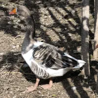 غاز دورگ|حیوانات مزرعه|گرگان, |دیوار