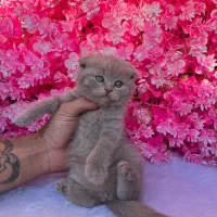 توله اسکاتیش و بریتیش گربه