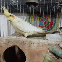 طوطی عروس هلندی سالم و سرحال|پرنده|لاهیجان, گلستان|دیوار