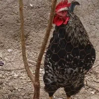 خروس بومی و مرغ لاری