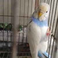 مرغ عشق (سرحال و با نشاط)|پرنده|شیراز, وزیرآباد|دیوار