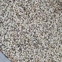 لوبیا چشم بلبلی و باقالی محلی|عمدهفروشی|تولم شهر, |دیوار