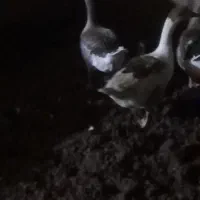 ۲تا قاز