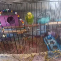 مرغ عشق نرو ماده