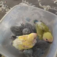 طوطی برزیلی سرلاکی|پرنده|جم, |دیوار