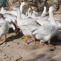 فروش غاز محلی نر و ماده