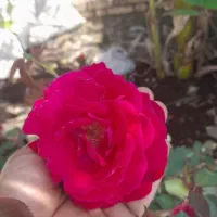 یادگیری زبان عربی