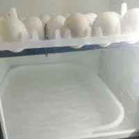 دستگاه جوجه کشی 42 تایی هدایت.معاوضه نمیکنم باهیچی|لوازم جانبی حیوانات|زاهدان, |دیوار