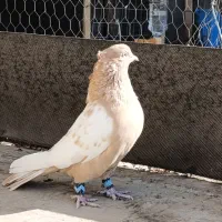 کبوتر سینه ای زرد نر درجه یک|پرنده|زیباشهر, |دیوار