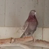 کفتر|پرنده|اردکان, |دیوار