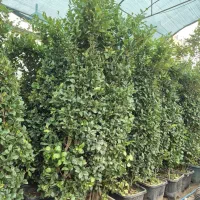 گل یاس هلندی *گلخانه من*