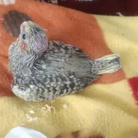 جوجه عروس هلندی سرلاکی