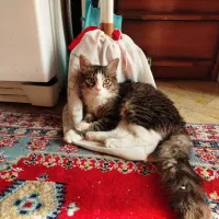 واگذاری رایگان دو گربه