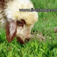 علف برای  دام گوسفند