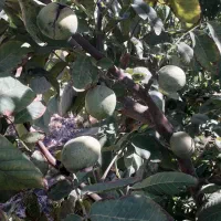 بادام و گردو گل سرخ|خدمات باغبانی و درختکاری|قلعه چای, |دیوار