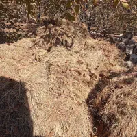 علف خشک بسته بندی شده|عمده‌فروشی|تربت جام, شهید غلام زاده|دیوار