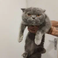 گربه اسکاتیش بلو اورجینال