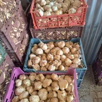 سیر همدان خشک
