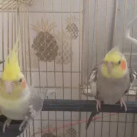 عروس هلندی|پرنده|قم, شاه احمد قاسم|دیوار