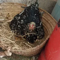 ماده مرغ لاری نصل دار