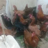 مرغ محلی|حیوانات مزرعه|دهگلان, |دیوار