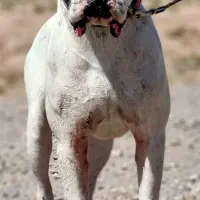 واگذاری سگ امریکن بولداگ اصیل نگهبان|سگ|کرمان, |دیوار