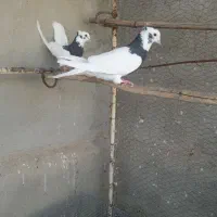 کبوتر طوقی کاکلی