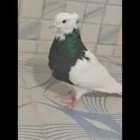 طوق سیاه و کله زرد