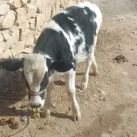 گاو وگوساله|حیوانات مزرعه|کوهدشت, |دیوار