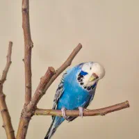 مرغ عشق انگلیسی سخنگو