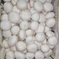 قارچ خوراکی