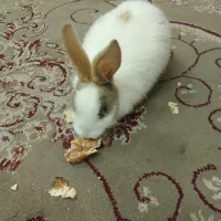 یک عددخرگوش بفروش میرسد